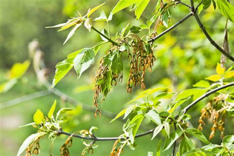 box elder tree distribution|box elder maple tree identification.